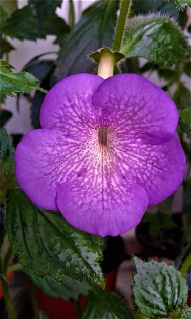 20200605_115741s - achimenes iem1985 6 5 2020