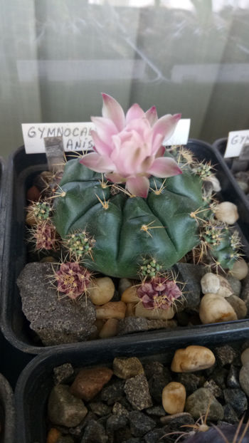 05.06.2020 - Gymnocalycium anisitsii ssp damsii