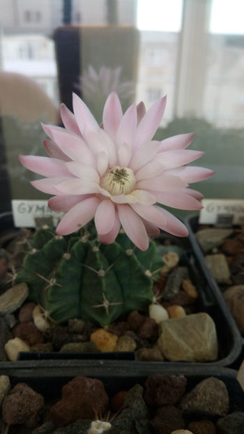 05.06.2020 - Gymnocalycium mihanovichii