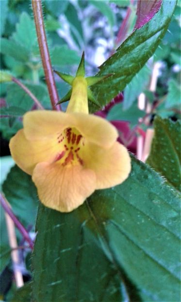  - achimenes 2020 infloriti astazi