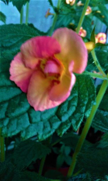  - achimenes 2020 infloriti astazi