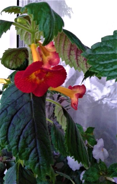  - achimenes 2020 infloriti astazi