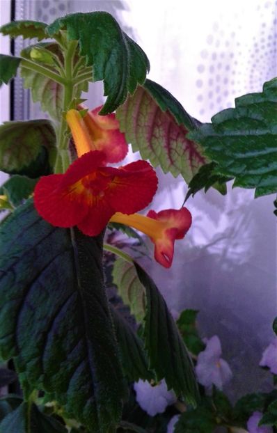  - achimenes 2020 infloriti astazi