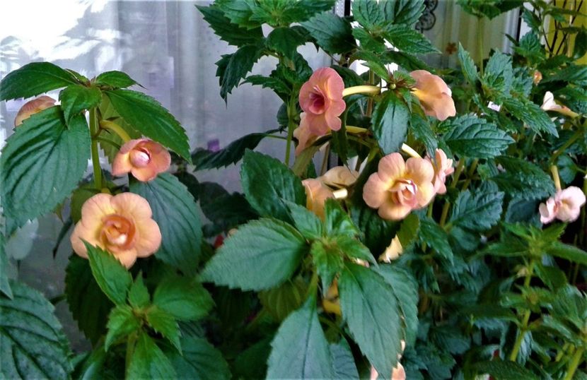  - achimenes 2020 infloriti astazi