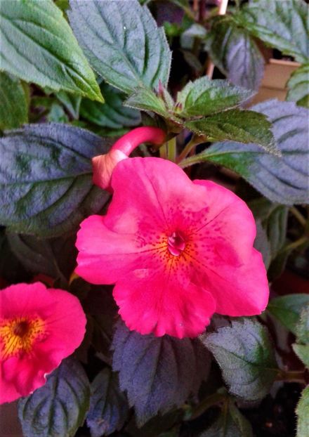  - achimenes 2020 infloriti astazi