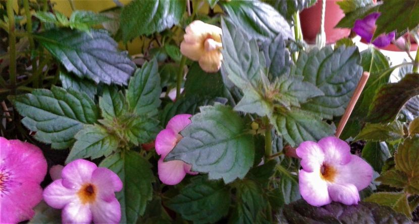  - achimenes 2020 infloriti astazi