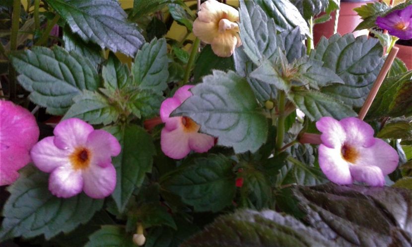  - achimenes 2020 infloriti astazi