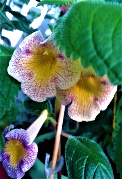  - achimenes 2020 infloriti astazi