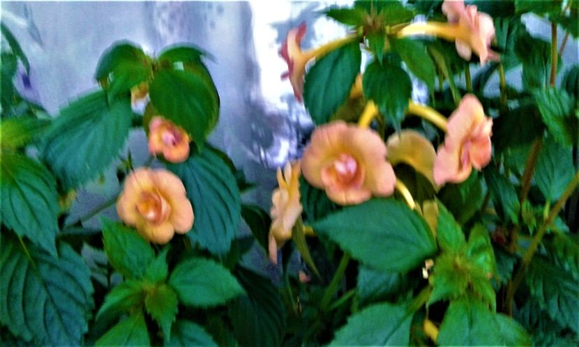  - achimenes 2020 infloriti astazi