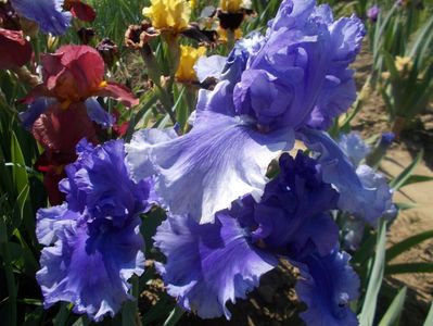 HONKY TORK BLUES - Dorinte irisi E