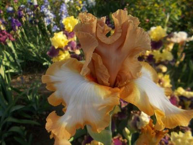 ORANGE TITAN - Dorinte irisi E