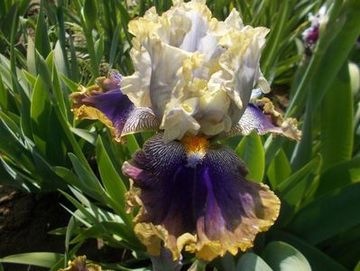 RARE BLEND - Dorinte irisi E