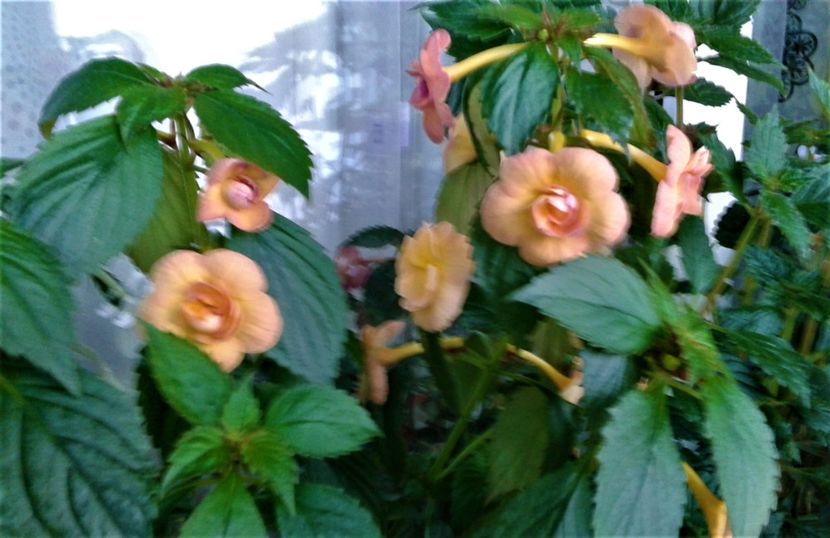  - achimenes 2020 infloriti astazi