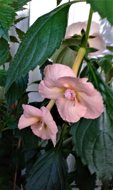  - achimenes 2020 infloriti astazi