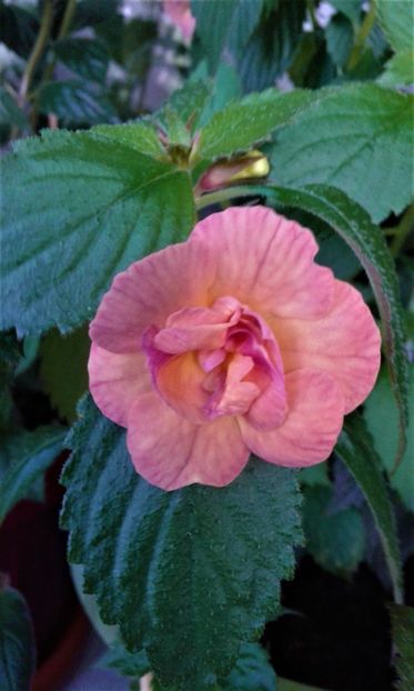  - achimenes 2020 infloriti astazi