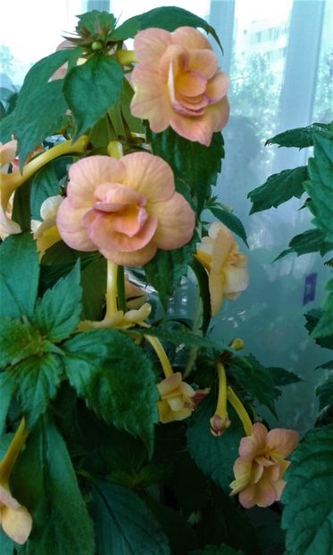  - achimenes 2020 infloriti astazi