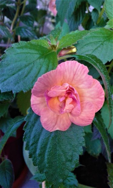  - achimenes 2020 infloriti astazi