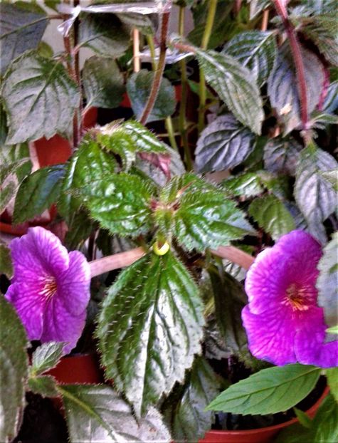  - achimenes 2020 infloriti astazi