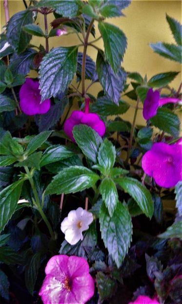  - achimenes 2020 infloriti astazi