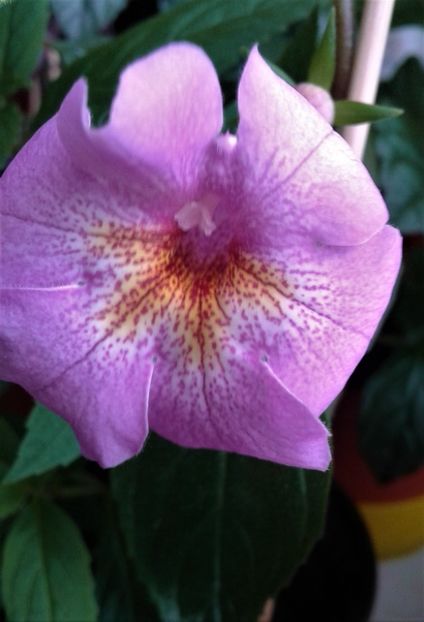  - achimenes 2020 infloriti astazi