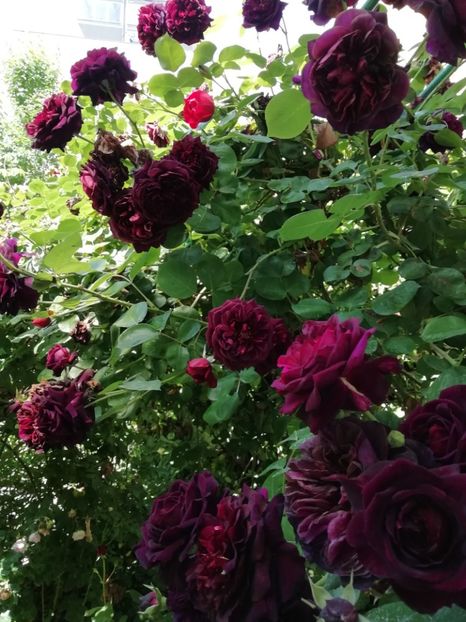  - Grădina 2020 continuare 1