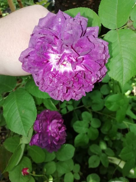 Cardinal de Richelieu - Grădina 2020 continuare 1