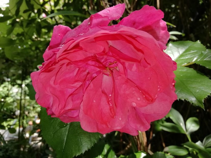 Rosarium Uetersen - Grădina 2020 continuare 1