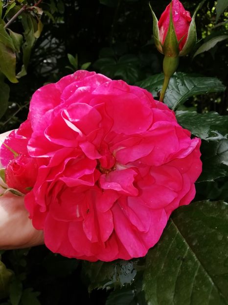 Othello - Grădina 2020 continuare 1