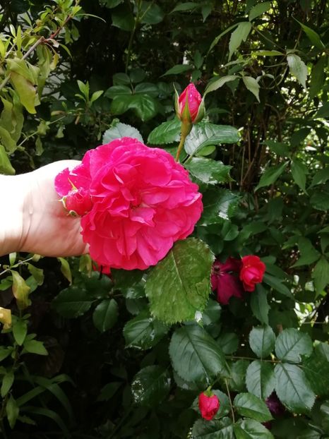  - Grădina 2020 continuare 1