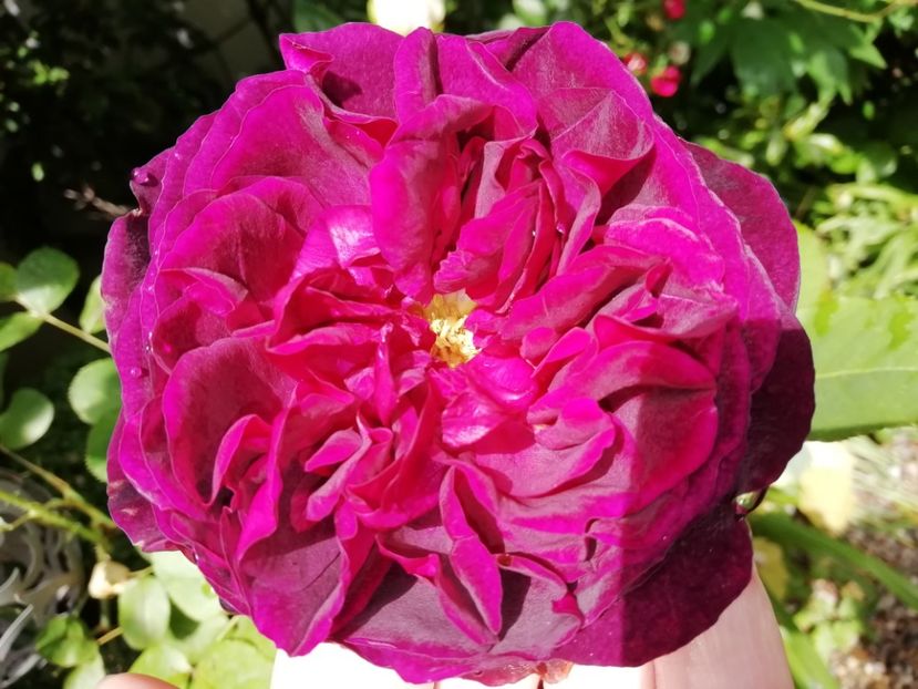 Munstead Wood - Grădina 2020 continuare 1