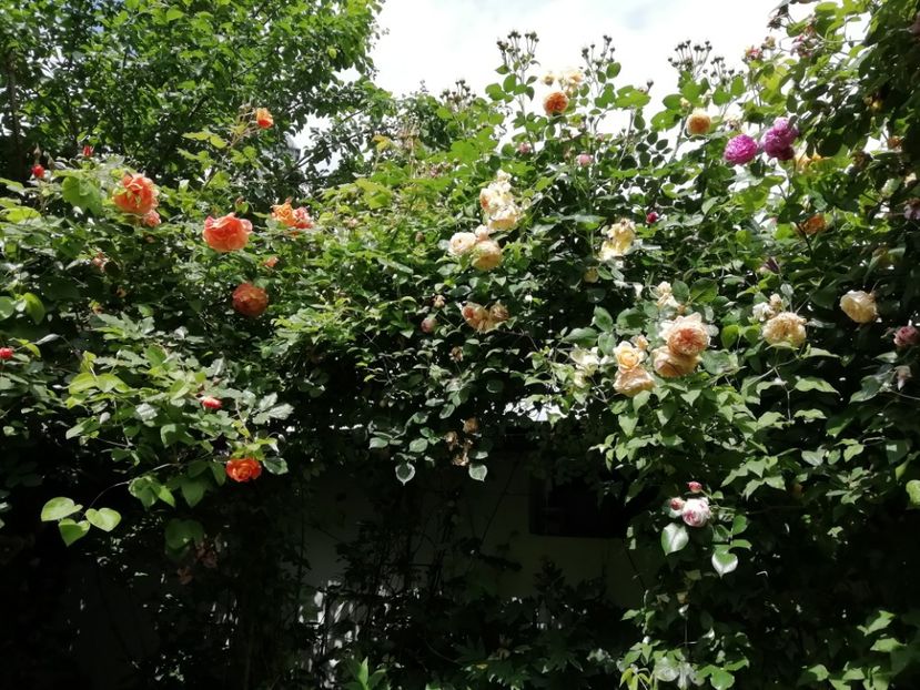  - Grădina 2020 continuare 1