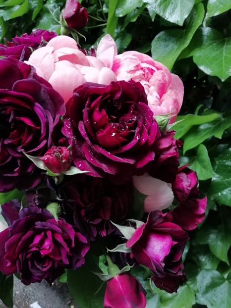  - Grădina 2020 continuare 1