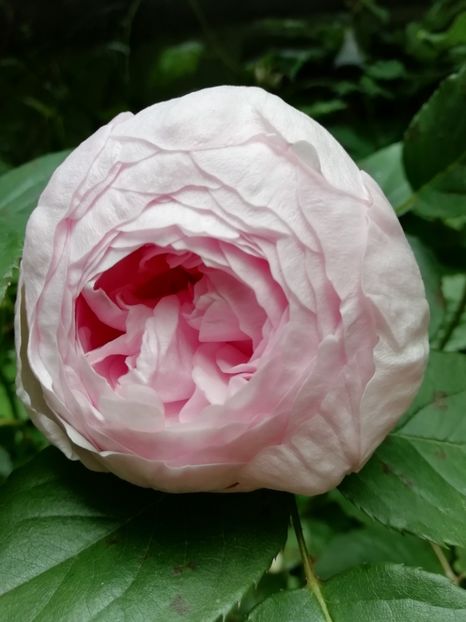 Geoff Hamilton - Grădina 2020 continuare 1