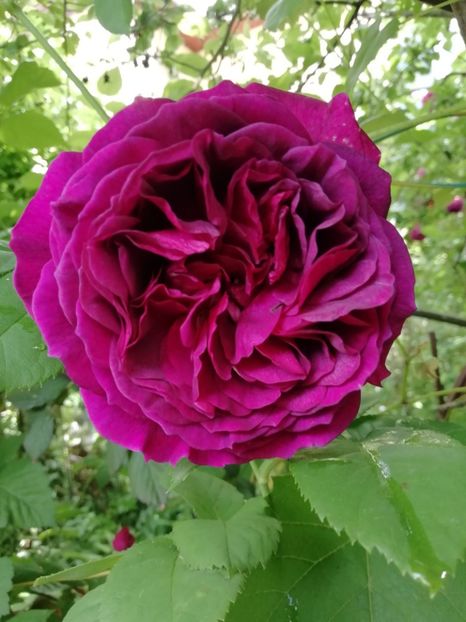 Purple Lodge - Grădina 2020 continuare 1