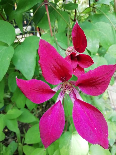 Gravetye Beauty - Grădina 2020 continuare 1