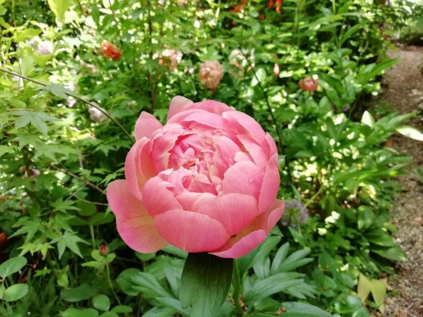  - Grădina 2020 continuare 1