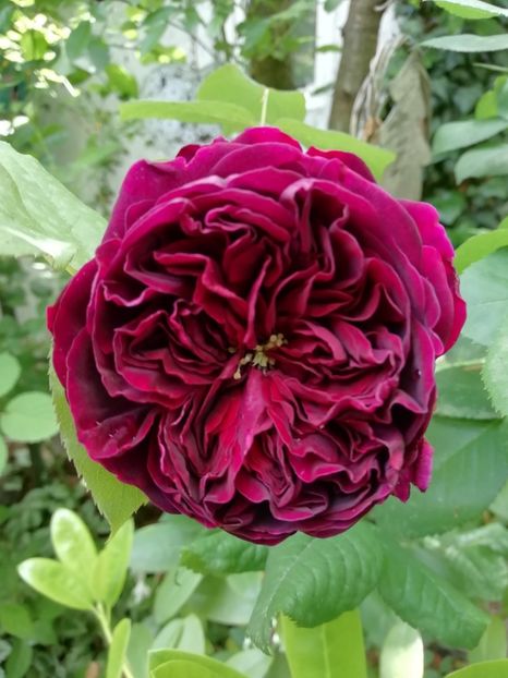  - Grădina 2020 continuare 1