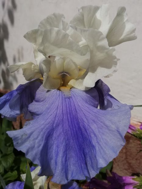  - Grădina 2020 continuare 1