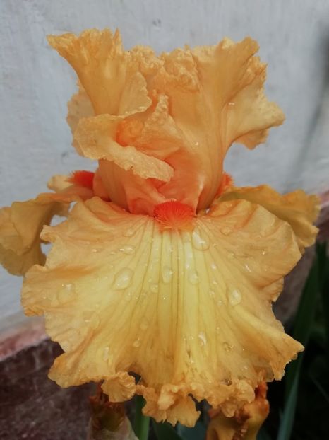  - Grădina 2020 continuare 1