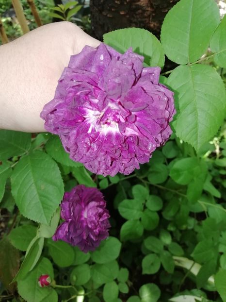  - Grădina 2020 continuare 1