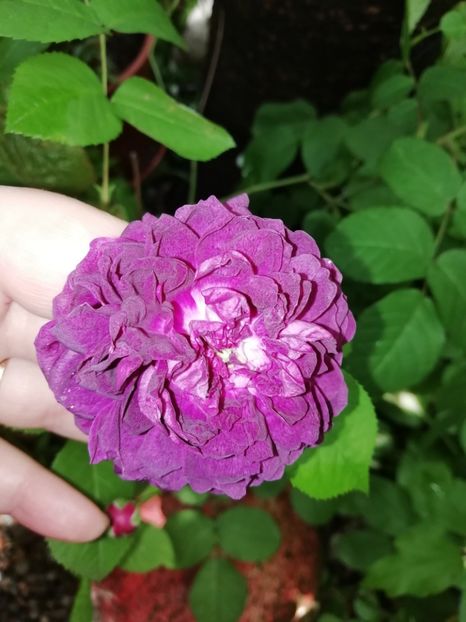  - Grădina 2020 continuare 1