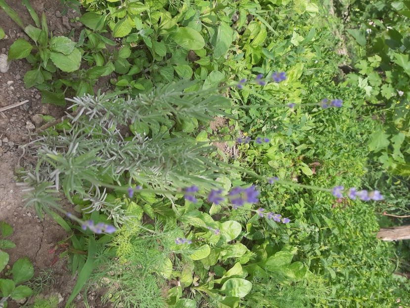  - La țară în iunie 2020