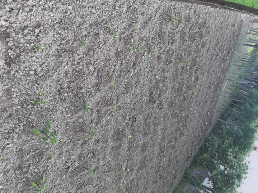  - La țară în iunie 2020