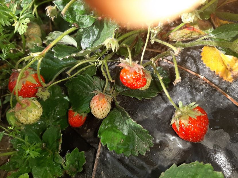  - La țară în iunie 2020