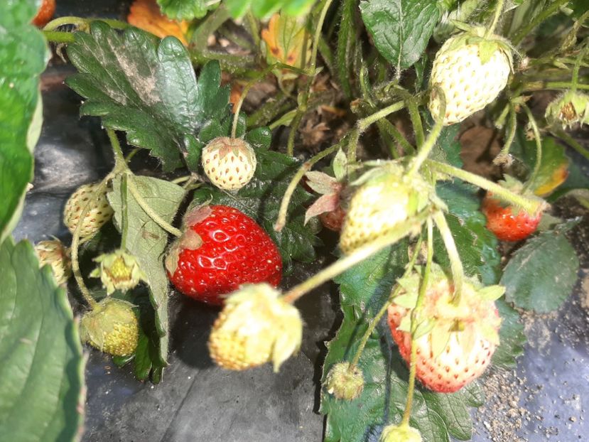  - La țară în iunie 2020