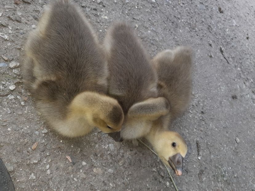  - La țară în iunie 2020