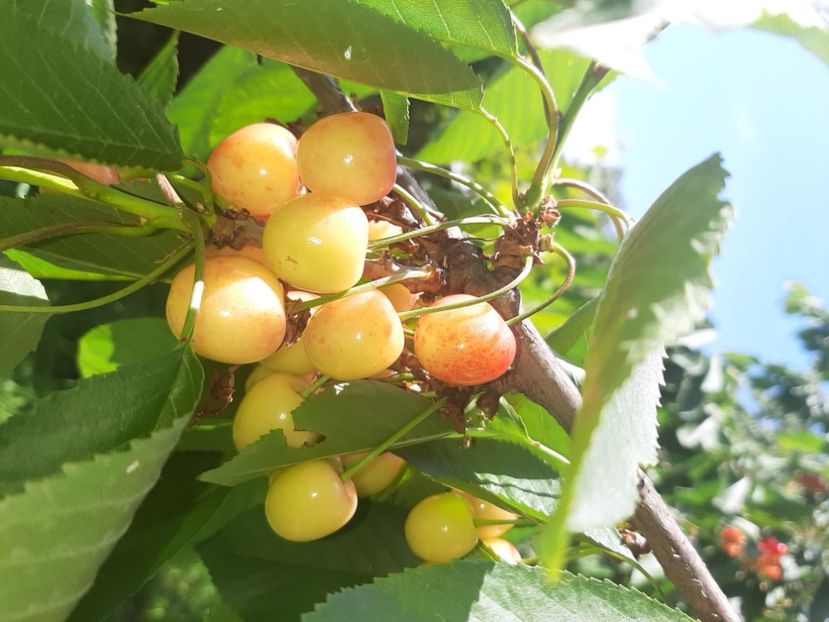  - La țară în iunie 2020