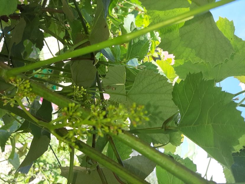  - La țară în iunie 2020