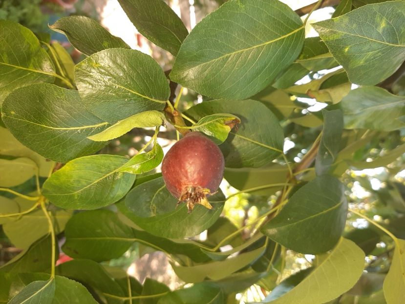  - La țară în iunie 2020