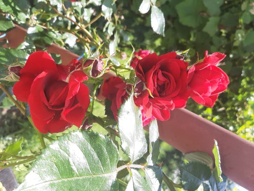  - La țară în iunie 2020